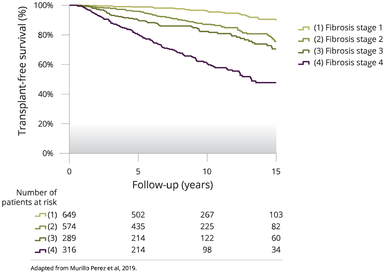 Graph showing transplant-free survival estimates according to baseline fibrosis stage
